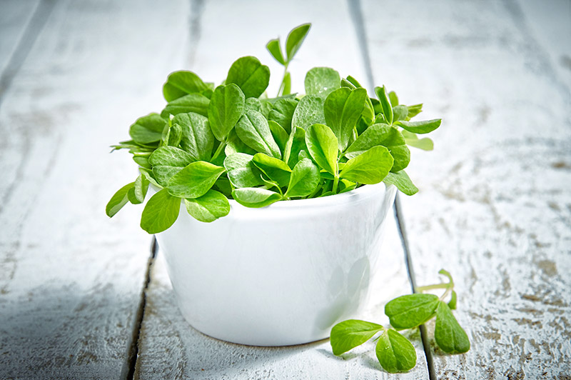 Pea shoots