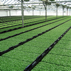 Salad cress greenhouse