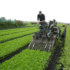 Harvesting radish