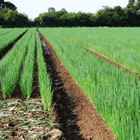 Spring onion field