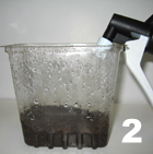 How to grow salad cress