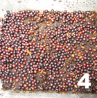 How to grow salad cress