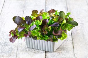 Living Salads