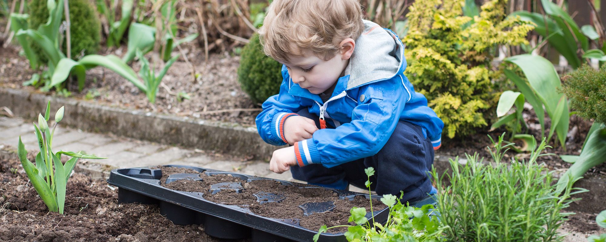 How to grow salad cress