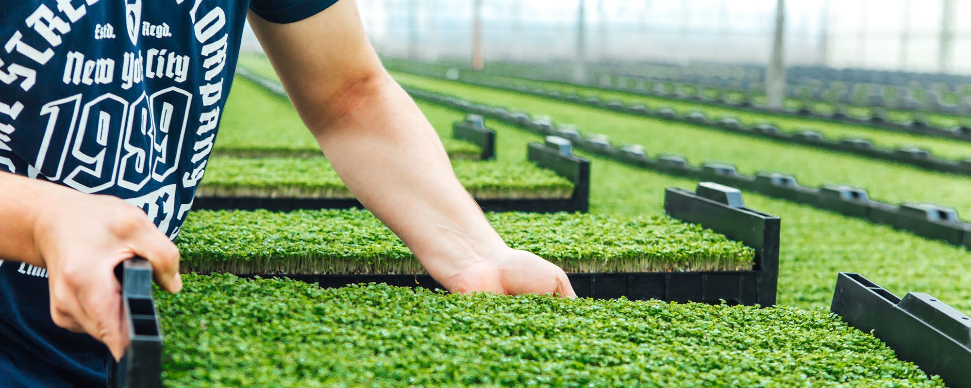 Salad cress